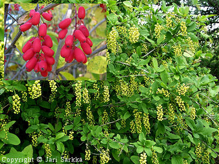 Berberis amurensis